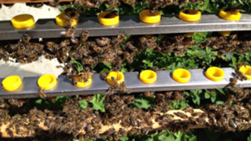 Queen Rearing Course
