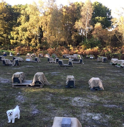 Winter Beekeeping