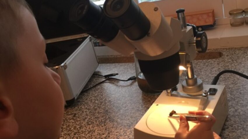 Bee Microscopy for 3 year olds…………