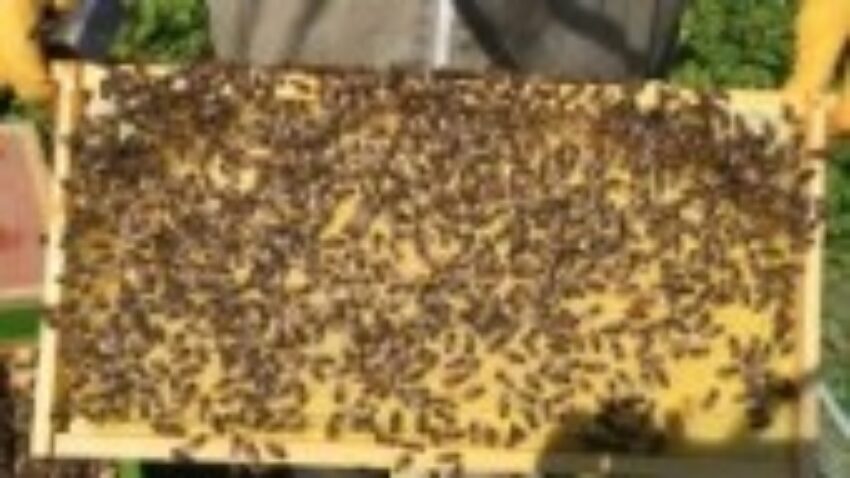 Frame of Sealed Brood