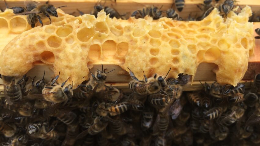 Is your hive queenless?