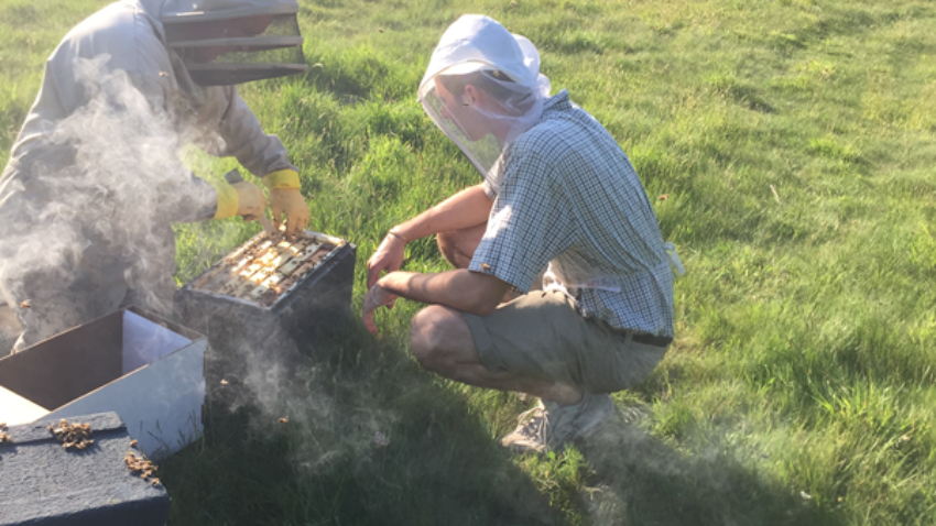 Safe to say – our bees are nice ones!