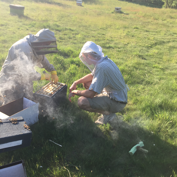 Safe to say – our bees are nice ones!