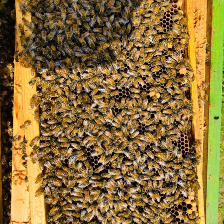 spot the queen Nucleus of Bees - 2027 Queen - now taking orders for next season