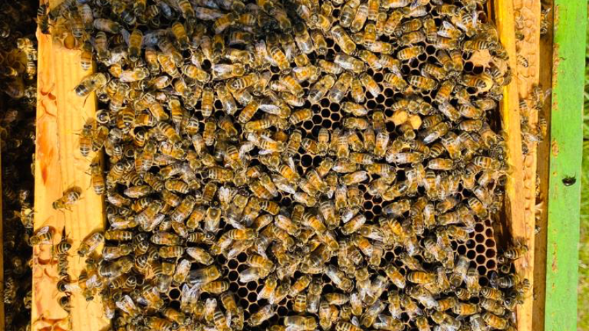 Nucleus of Bees – 2027 Queen – now taking orders for next season