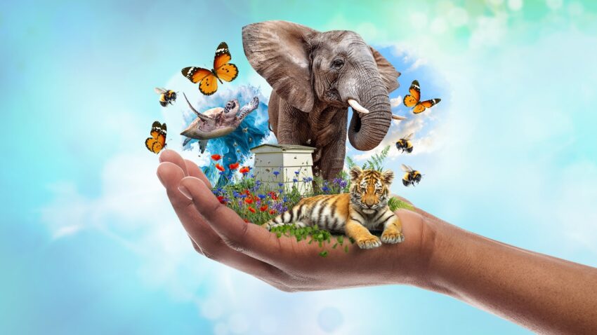 Archie features in Save Our Wildlife for COP28 with SKY TV