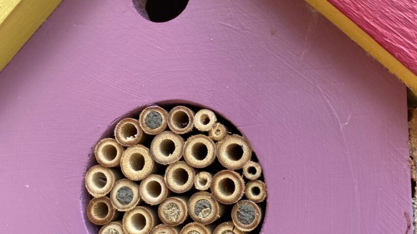 Bee Hotel