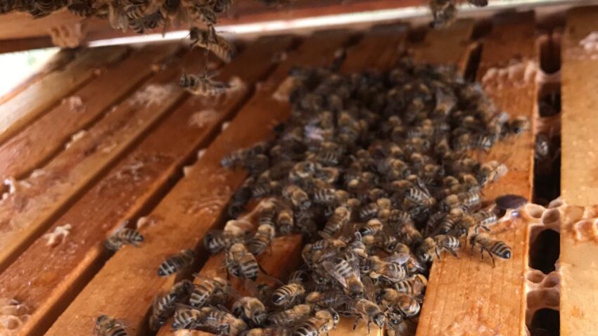 Cub Scouts Meet the Bees