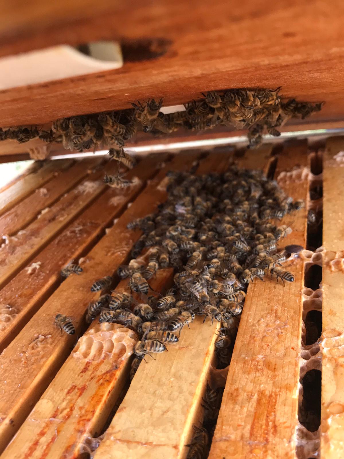 Cub Scouts Meet the Bees