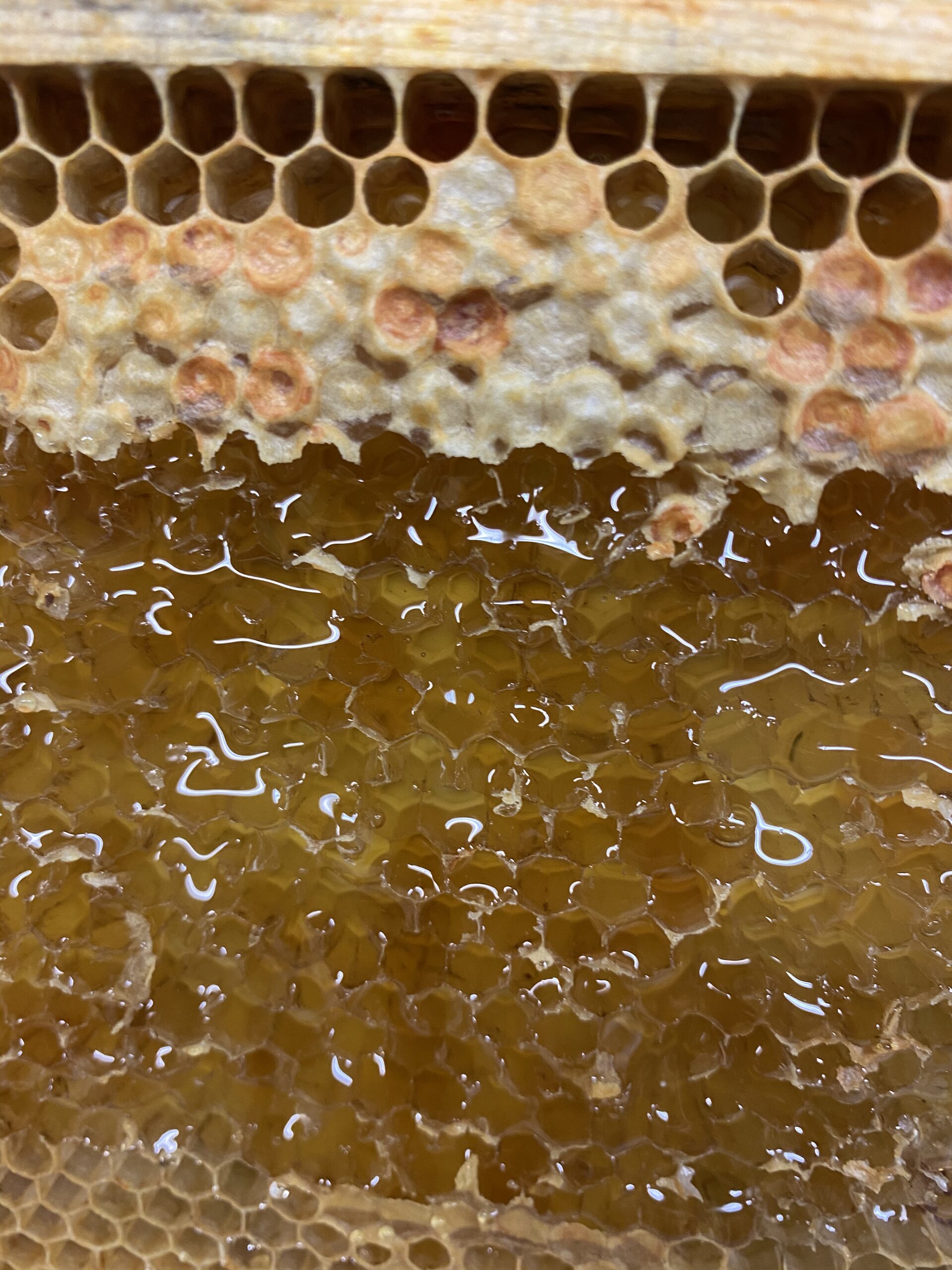 Extraction Sessions for our Bee Managed Service Tenants