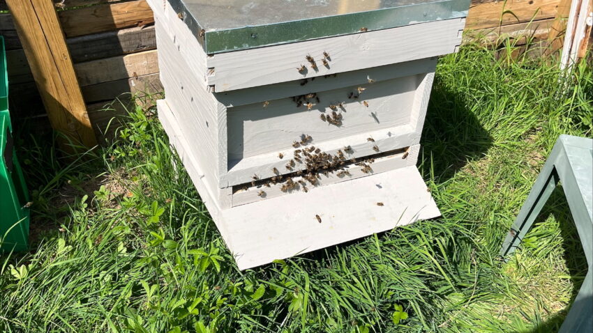 Surrey Bees sponsor schools